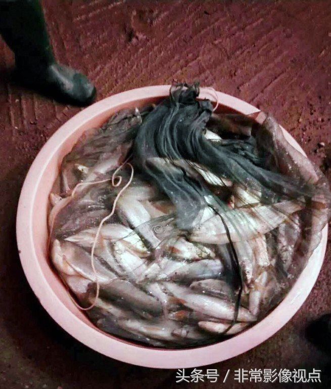 连日暴雨沟塘漫水,农民全体出动捕获成千上万条红尾腰子鱼