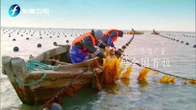 像一棵海草浪花里舞蹈,像海藻在你的餐桌上乐