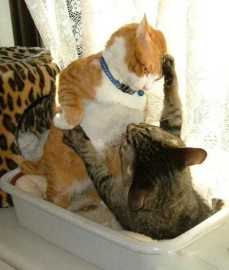 敢挠我的脸,让你尝尝我的厉害