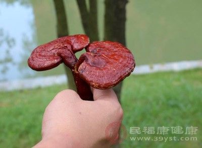 干灵芝怎么吃效果最好 孕妇吃灵芝有什么好处