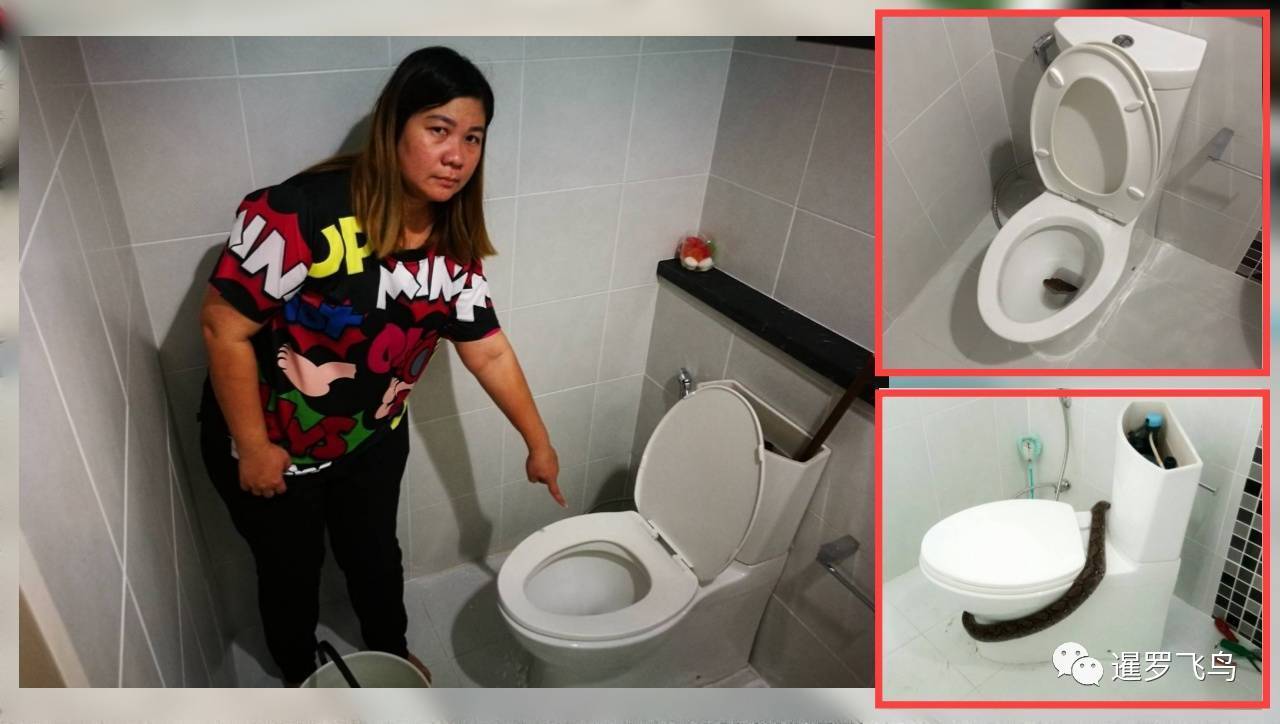 千万豪宅厕所蟒蛇频现 女主人屁股被咬 千万豪宅厕所蟒蛇频现 女主人屁股被咬