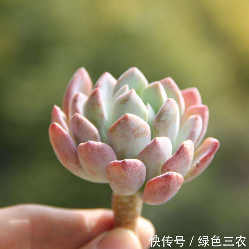 高产、高效、高收益,大棚种啥最赚钱,说完定有