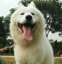 世界五大猛犬,排名第一的连自己主人也不放过