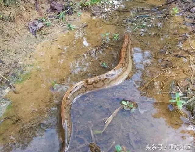 河里深夜出没的刀鳅鱼很难捉,一百多一斤有价