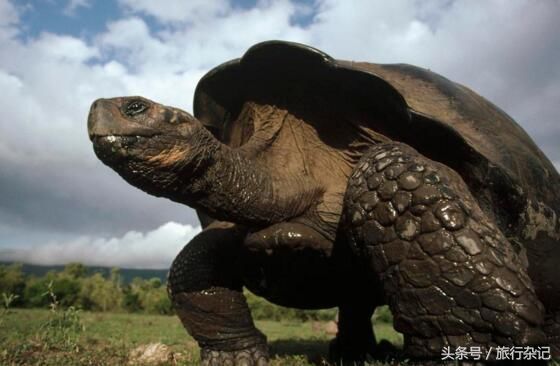 陆地上世界上最大的乌龟性情温和,和岛上的人和睦相处