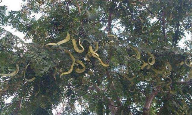 女子到农村玩,发现一棵树上挂满"蛇"吓得话说不出,朋友却乐坏