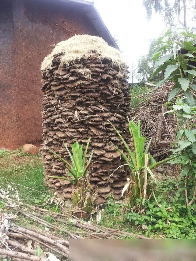 我在非洲打工的日常生活,最怕非洲跳蚤,当地人