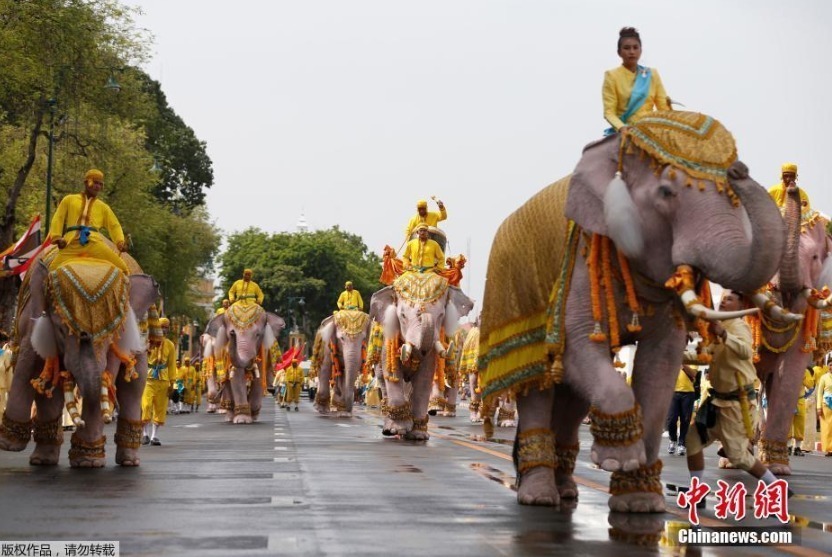 当地时间5月7日，泰国曼谷大皇宫附近，象夫骑着大象民众一起游行，向泰国国王玛哈·哇集拉隆功致敬。