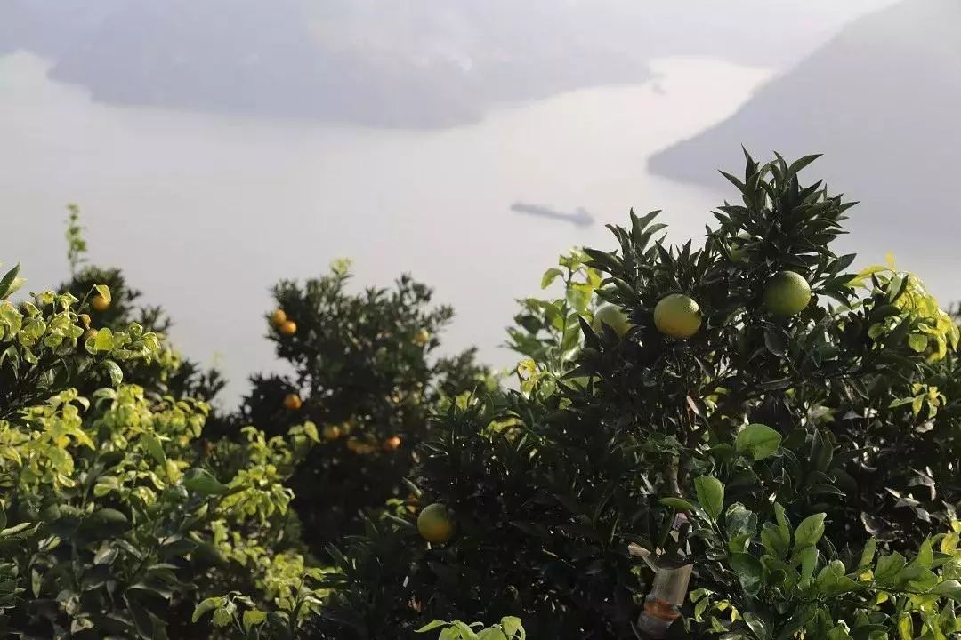 囤年货|黄河滩枣维C之王;诸暨上英山西施眼;