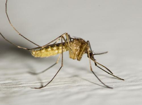 为什么开灯听不见蚊子叫,一关灯就有蚊子叫?答