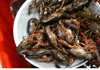 在树上的小龙虾吃过吗?隐藏在树上的阿刁香辣小龙虾!