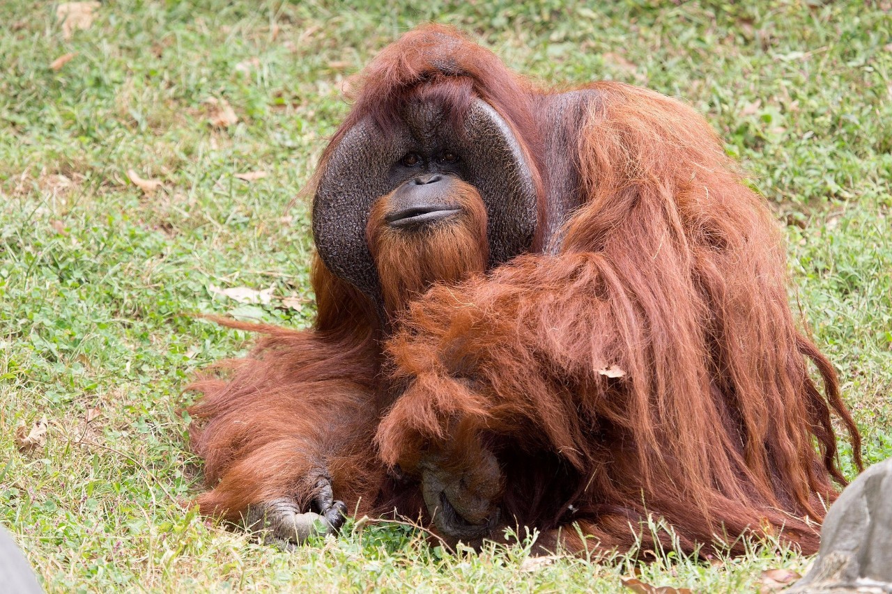 雄性红毛猩猩图片