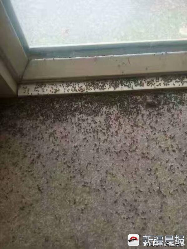 新疆兵团第十师蚊虫肆虐 “小咬”4天咬死100多只鸡 新疆兵团第十师蚊虫肆虐 “小咬”4天咬死100多只鸡