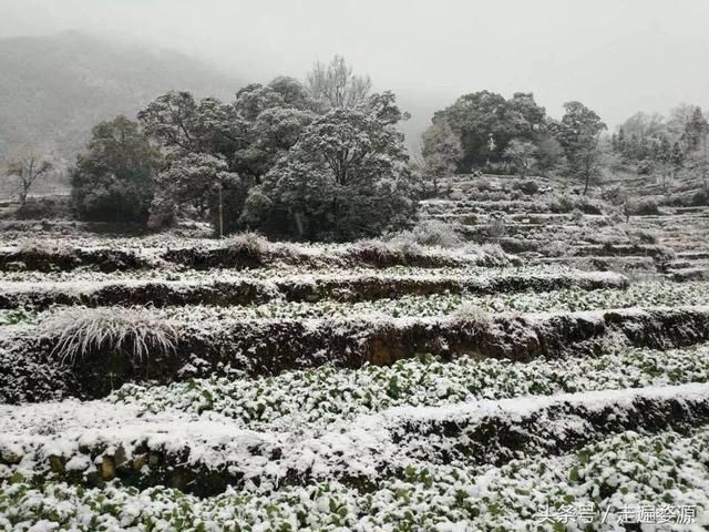 2018年婺源油菜花什么时候开?婺源油菜花攻略