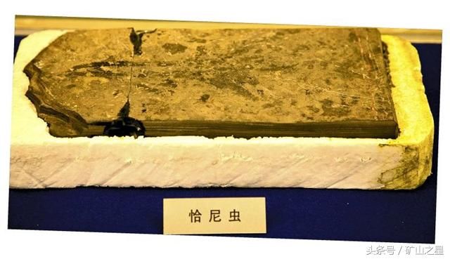 矿业人必去的十大地质博物馆,镇馆之宝你见过