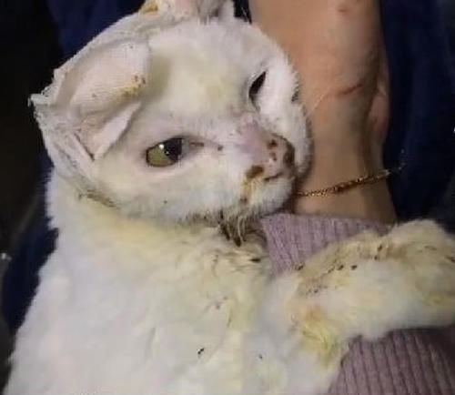 流浪猫肚子被人塞满石头,它每一次小口呼吸,都