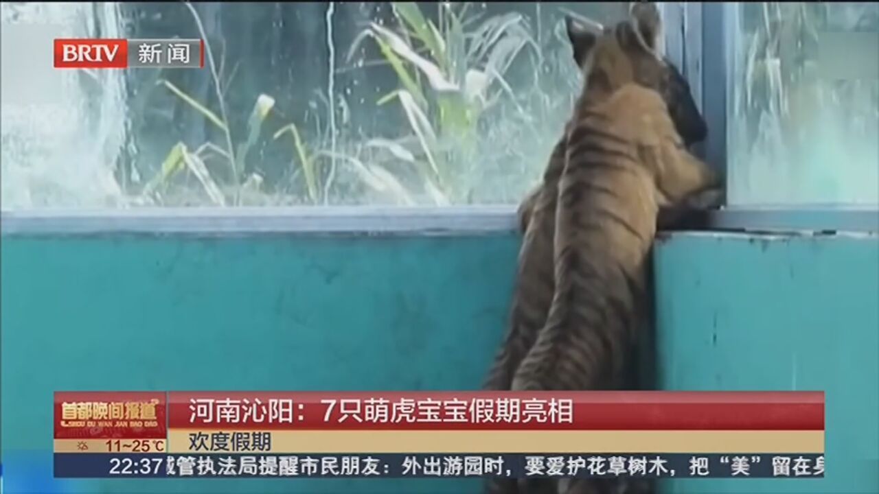 河南沁阳：7只萌虎宝宝假期亮相
