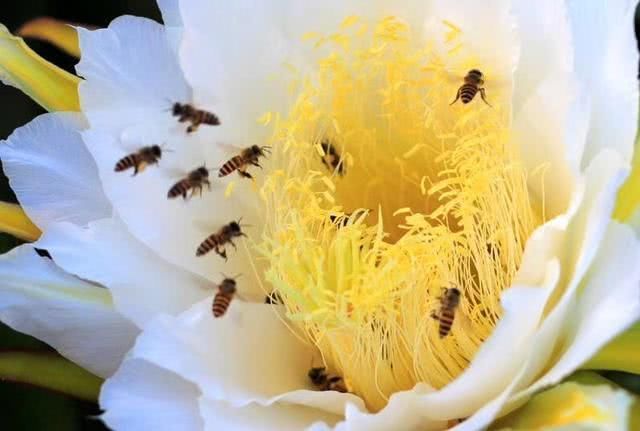 女子吃火龙果吃出条蛇!这些关于火龙果的冷知