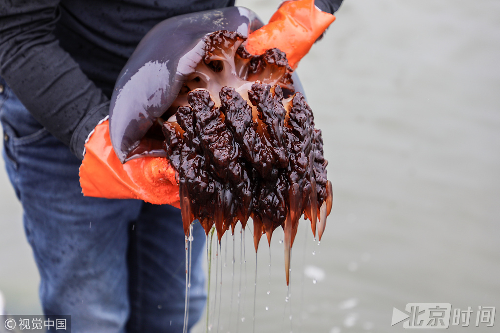 东北海蜇村大丰收一网海蜇数万斤 一年可卖100万 东北海蜇村大丰收一网海蜇数万斤 一年可卖100万