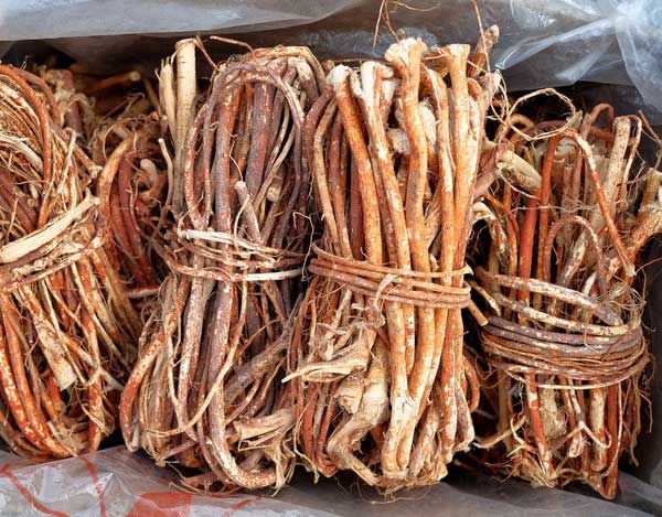 来看看!五指毛桃的功效与作用及禁忌_副作用_