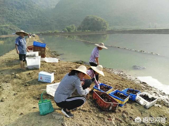 农村土地流转成立合作社的目的是什么?难道农