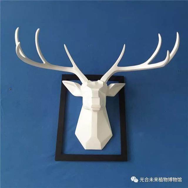 我说鹿啊,你的角怎么都绿了?!火遍INS的网红植