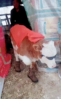 搞笑gif:"真的,像你们这样的两脚兽,我能打十个"