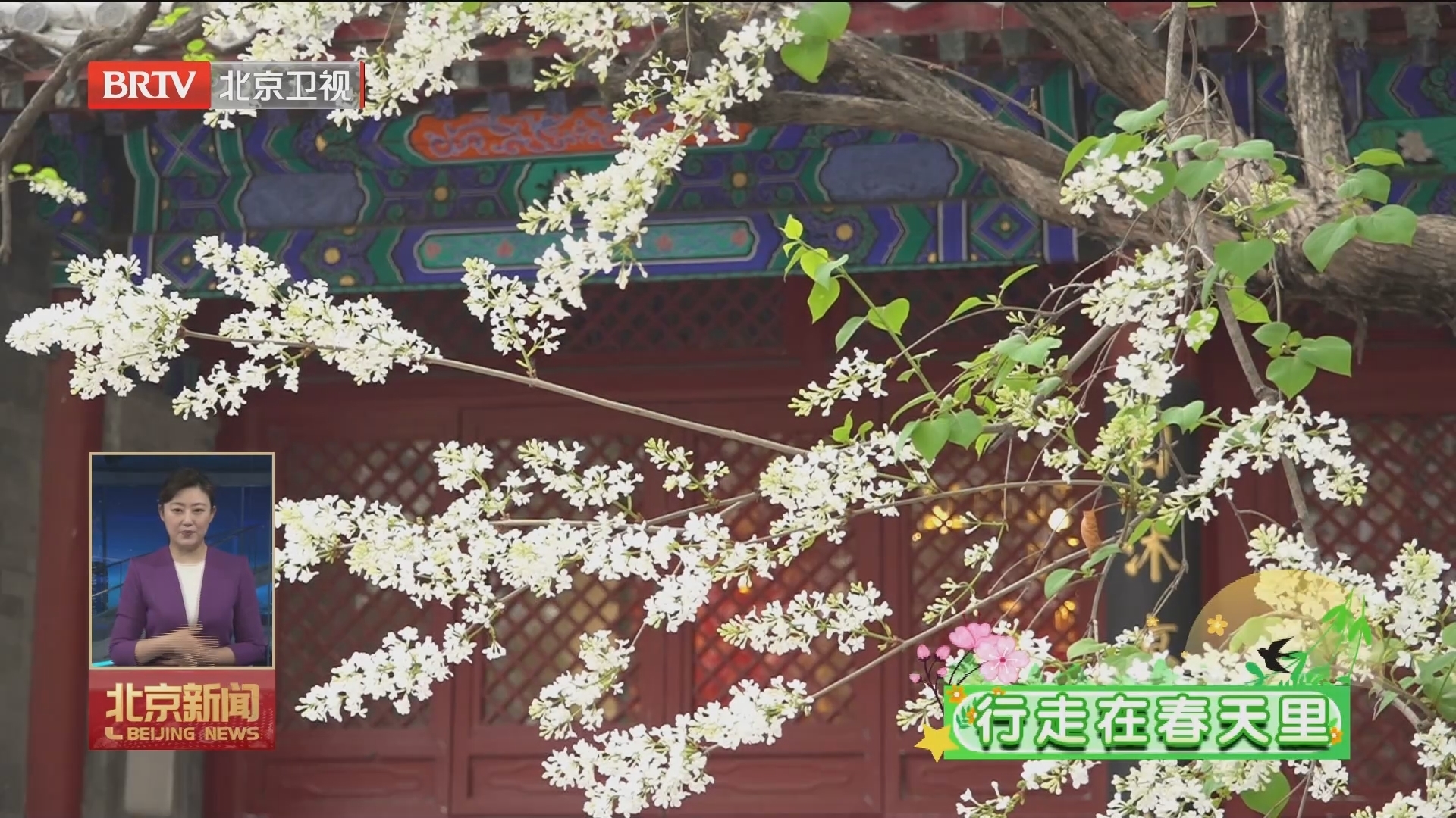 行走在春天里｜戒台寺千余株丁香盛情绽放