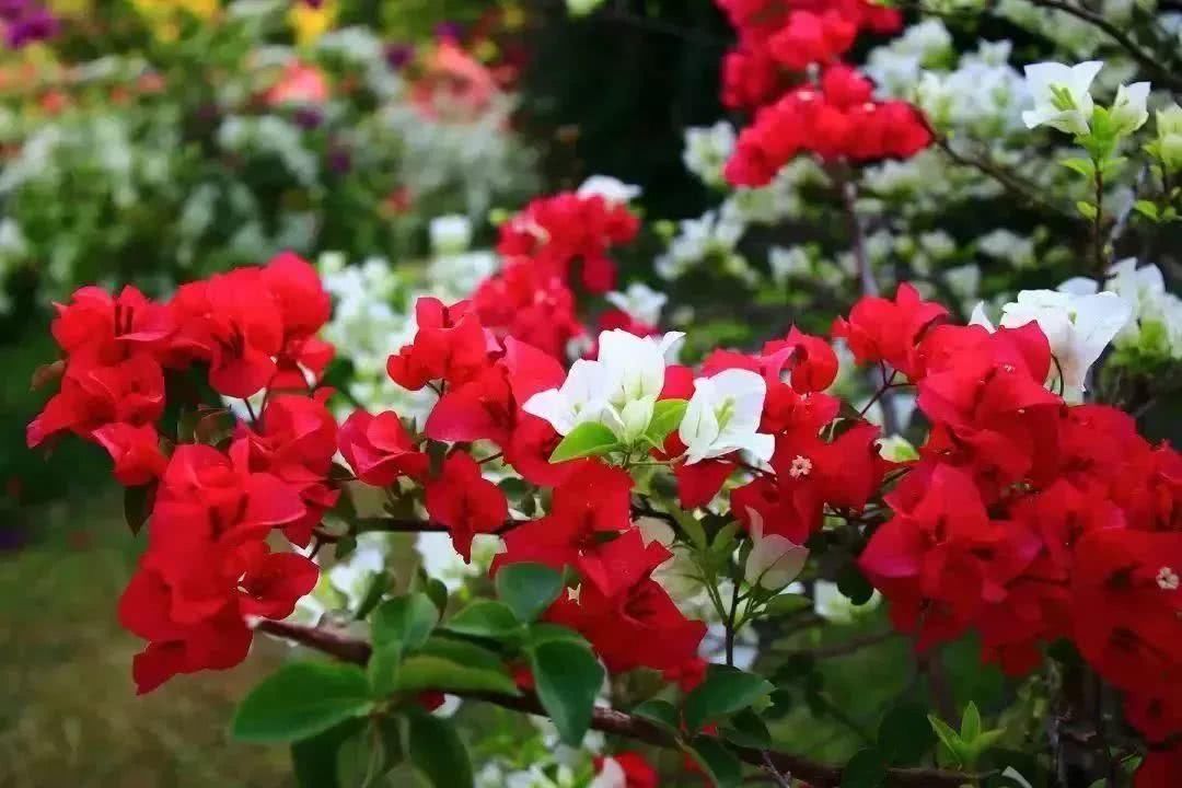 倒计时1天!攀枝花清明踏春出游路线出炉,采茶