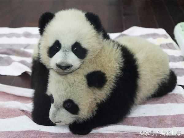 给河马刷牙?浣熊浑水摸鱼?动物度夏还有这操