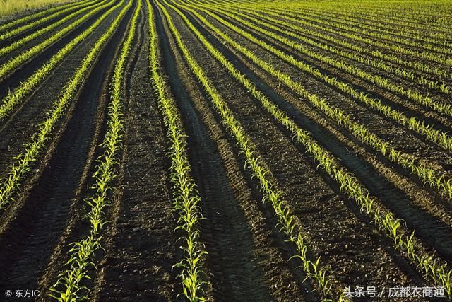 办家庭农场,还是发展农业合作社?哪一个更适合