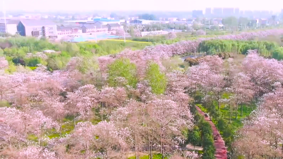 桐树如盖,桐花灼灼,香气满城:又是一年桐花开! 桐树如盖,桐花灼灼,香气满城:又是一年桐花开!
