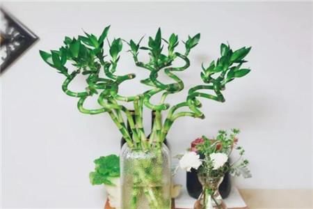 金钱树 富贵竹 金钱兜的简单养法!