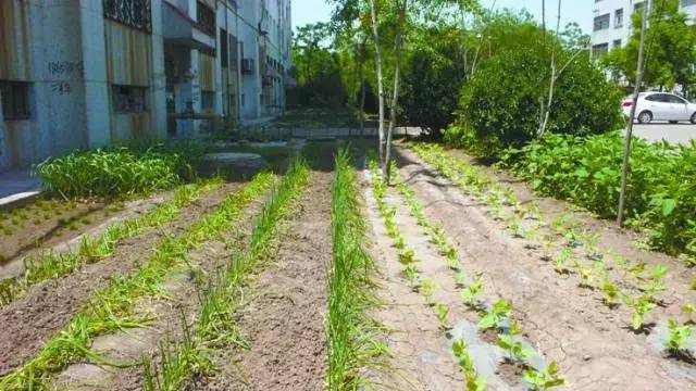 中國人去非洲也能輕鬆種出一片菜地:這是種族天賦啊!