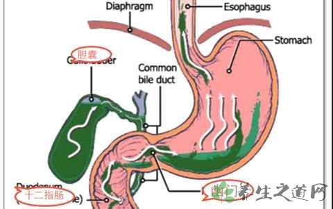 胆汁分泌少怎么办