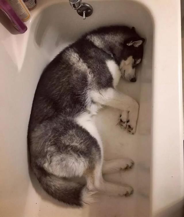 这姿势睡觉 脖子不疼吗? 厉害了我的二哈