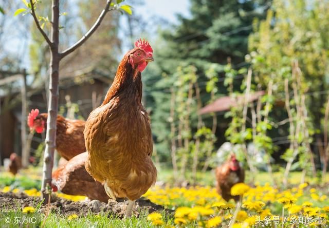 农村果园大规模养殖土鸡,果园散养土鸡有什么