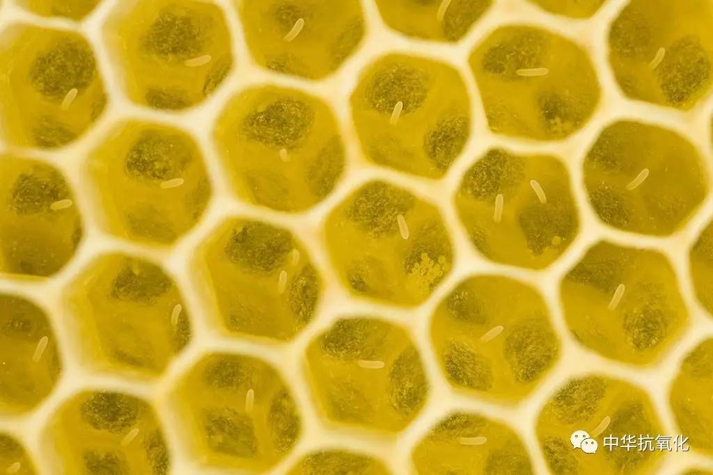 蜂王浆,创造生命神奇,延长寿命几十倍!