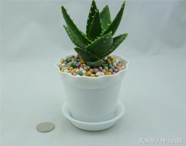 芦荟盆栽如何养,才能生长爆盆?