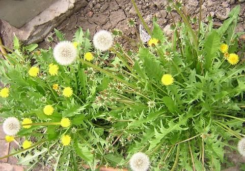 蒲公英是最好的排毒草,这样泡水喝,肠毒、肝毒