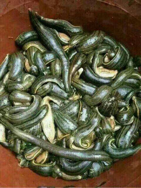 爆炒蚂蟥 敢吃这个的已不是凡人了