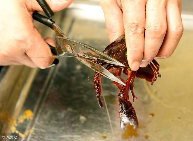 养小龙虾风险有多大?小龙虾养殖如何实现高产