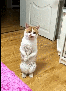 猫咪走路像练蛤蟆功,还会双脚站立,被称:西毒小喵喵!