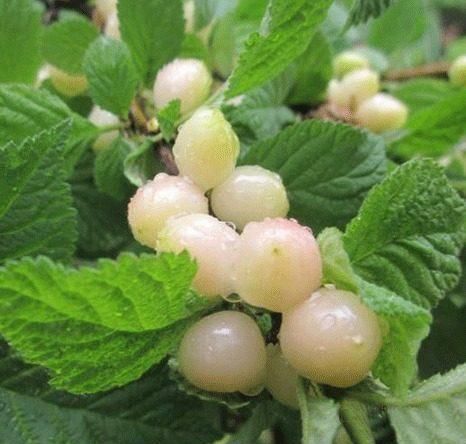 白玉樱桃,如同一颗颗长在树上的珍珠,不仅美观,而且好吃,重点在于它的