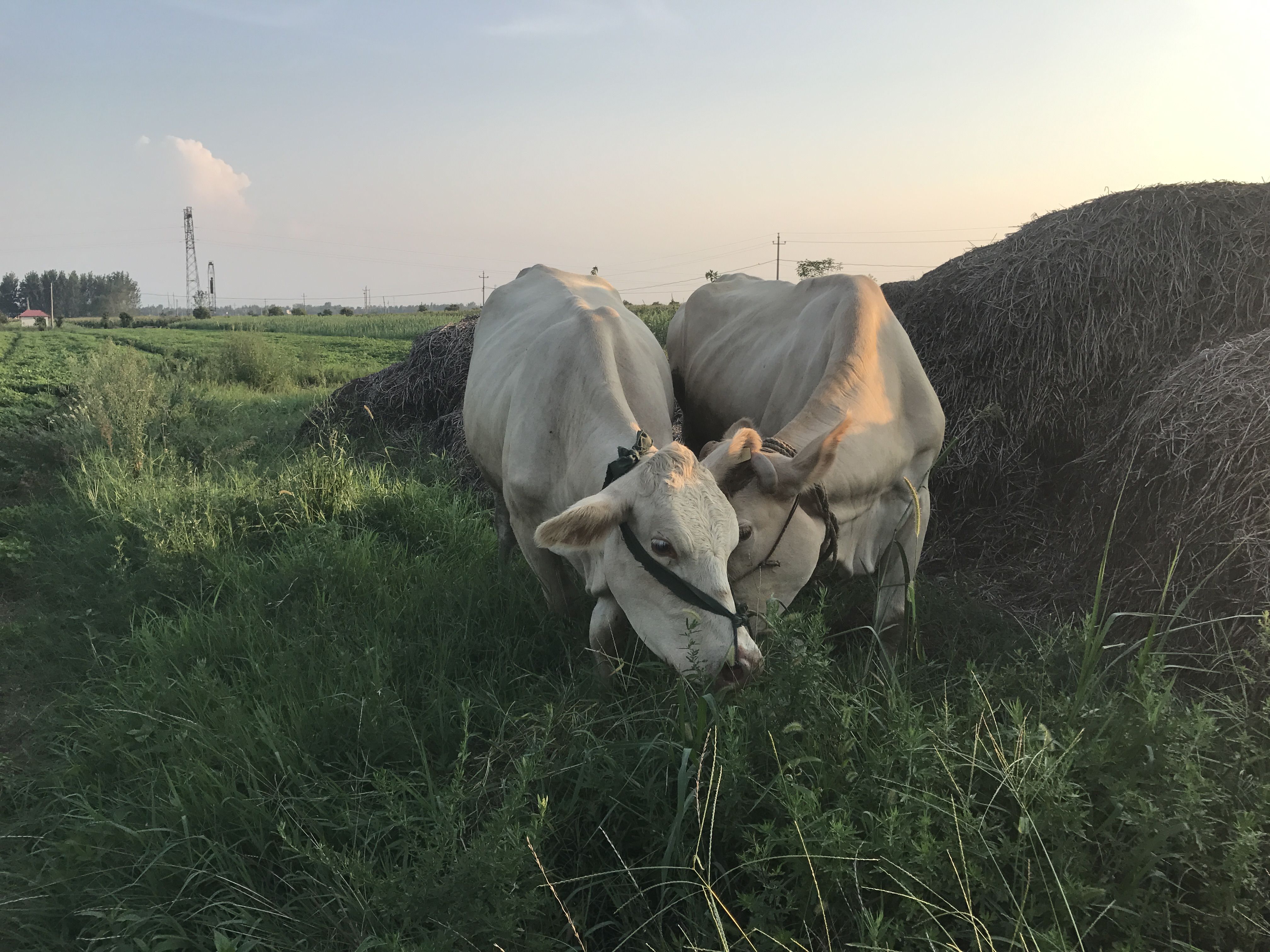 在农村养牛挣钱吗?一头牛可以卖多少钱?77岁