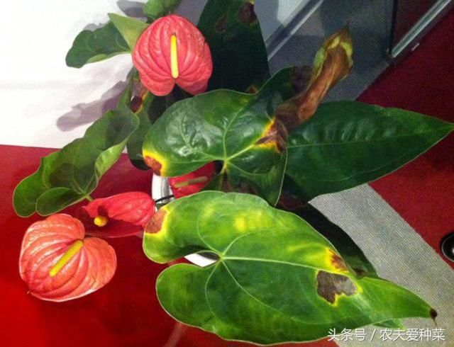 红掌叶子干枯破洞怎么办?厨房找一料兑水一喷