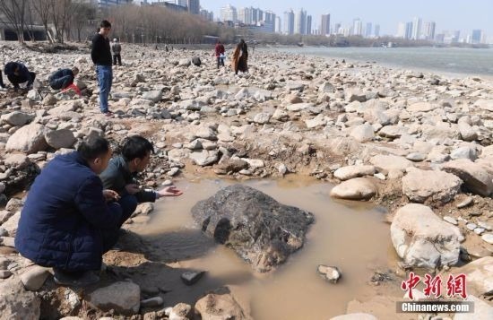 3月15日，黄河兰州段河床大面积裸露，吸引民众扎堆河滩寻“奇石”。