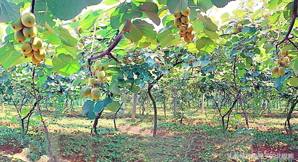 贵州六盘水市水城猕猴桃奇异果