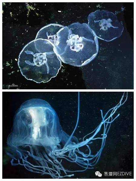 水母:美丽又凶猛的“海洋精灵” 水母:美丽又凶猛的“海洋精灵”