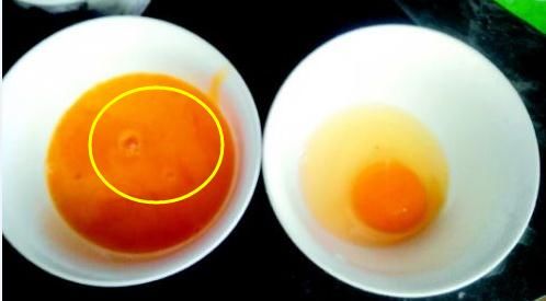 如何识别坏鸡蛋的4个技巧,散黄鸡蛋能吃吗?99